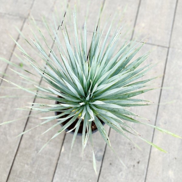 ������� ���տ�ʪ����å� �����ȥ顼��*8�� Yucca rostrata