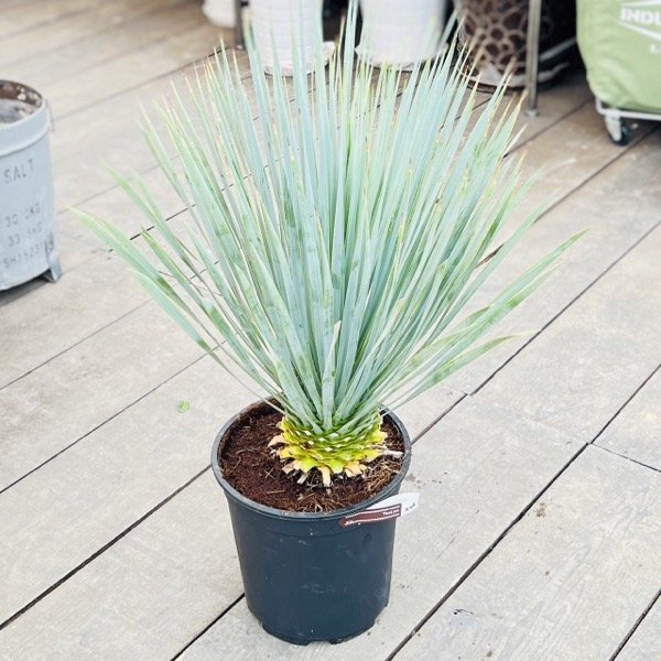 おしゃれ 観葉植物：ユッカ ロストラータ*8号 Yucca rostrata