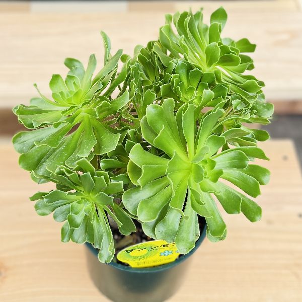 おしゃれ　観葉植物：アエオニウム カナリエンス*6号プラポット Aeonium canariense