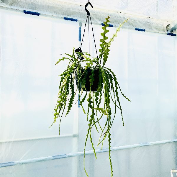 おしゃれ　観葉植物：エピフィラム アングリガー*8号　吊り鉢　フィッシュボーン カクタス 現品をお届け