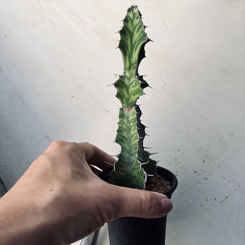 ¿����ʪ���桼�ե���ӥ� �ն�*��4cm