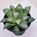 多肉植物:ハオルチア アラバディア*S 幅9cm