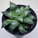 多肉植物：ハオルチア アラバディア*M　幅12cm