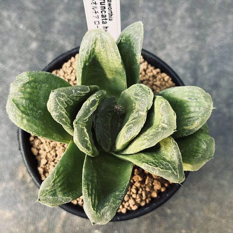 多肉植物：ハオルチア ローブ　グリーン*M 幅9cm