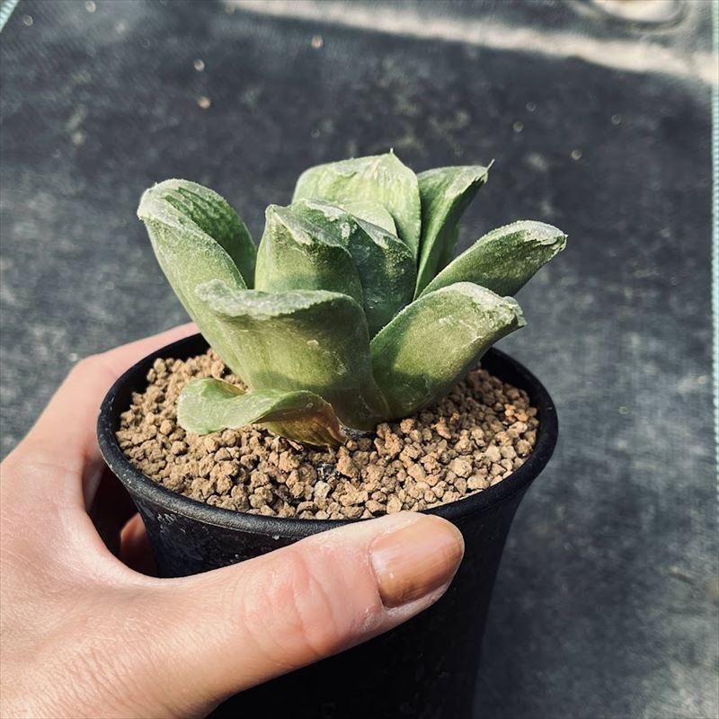 多肉植物：ハオルチア ローブ　グリーン*M 幅9cm