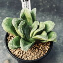 多肉植物:ハオルチア ローブ グリーン*M 幅9cm