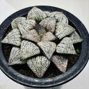 多肉植物:ハオルチア 関西系モザイクピクタ*幅9cm 現品!一品限り