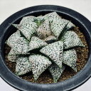 多肉植物:ハオルチア 関西系モザイクピクタ*幅9cm 現品!一品限り