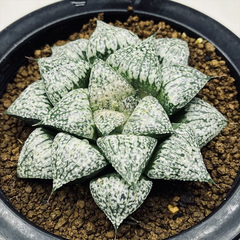 Rakuten - 多肉植物：ハオルチア 関西系モザイクピクタ*幅8cm　現品！一品限り