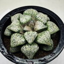 多肉植物:ハオルチア 関西系モザイクピクタ*幅10cm 現品!一品限り