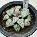多肉植物:ハオルチア 関西系モザイクピクタ*幅8cm 現品!一品限り