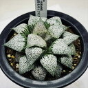 多肉植物:ハオルチア 関西系モザイクピクタ*幅8.5cm 現品!一品限り