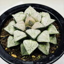 多肉植物:ハオルチア 関西系モザイクピクタ*幅8cm 現品!一品限り