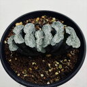 多肉植物:ハオルチア 玉扇 緑門*幅7cm 現品!一品限り
