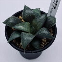 多肉植物:ハオルチア ナビアエンシス*S 幅7cm