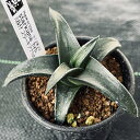 多肉植物:ハオルチア スターキアナhyb.*S 幅7cm