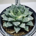 多肉植物:ハオルチア コンプト錦*幅9.5cm 現品!一品限り