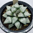 多肉植物:ハオルチア ピクタ*幅8cm 現品!一品限り ※葉に傷あり