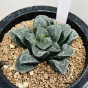 多肉植物:ハオルチア ピグマエアhyb.*幅8cm 現品!一品限り
