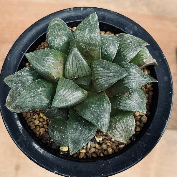 多肉植物：ハオルチア マトリクス*M　幅9cm