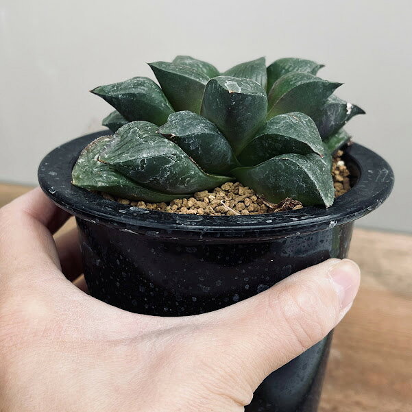 多肉植物：ハオルチア マトリクス*M　幅9cm