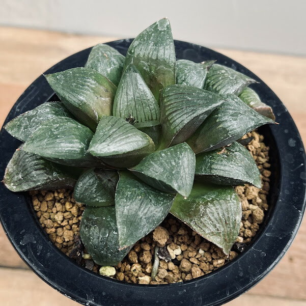 Rakuten - 多肉植物：ハオルチア マトリクス*M　幅9cm