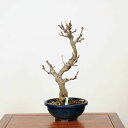 中品盆栽:一才藤 現品 *ふじ フジ Fuji