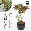 盆栽:モダン盆栽 琉球あせび*<モダン陶器黒深鉢>(2023年春開花終了)馬酔木リュウキュウアセビ鉢花鉢植えお花見誕生日祝春和モダンbonsai