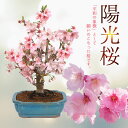 桜盆栽：陽光桜*＜緑モッコ陶器鉢＞（2024年開花終了）さくら サクラ お花見 誕生日 祝　御祝 bonsai