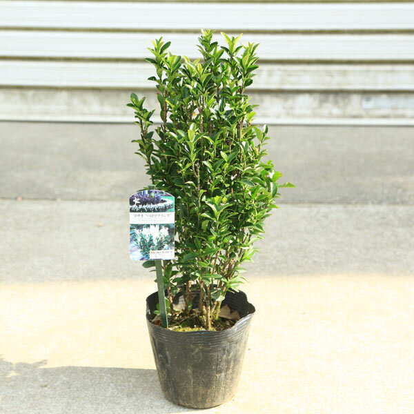 楽天市場】マサキ(花・観葉植物|花・ガーデン・DIY)の通販 楽天市場】マサキ(花・観葉植物|花・ガーデン・DIY)の通販