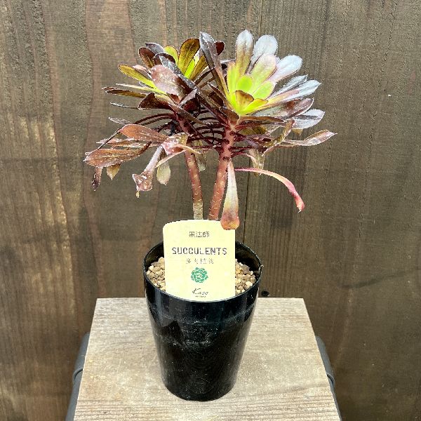 おしゃれ　観葉植物：アエオニウム *プラポット2.5号 黒法師 クロホウシ Aeonium arboreum