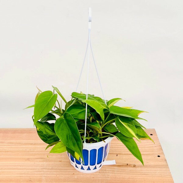 おしゃれ 観葉植物：フィロデンドロン オキシカルジューム ブラジル*5号 吊り鉢