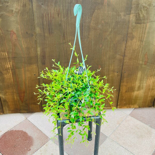 おしゃれ　観葉植物：コドナンテ　クラシフォリア*5号 吊り鉢のサムネイル