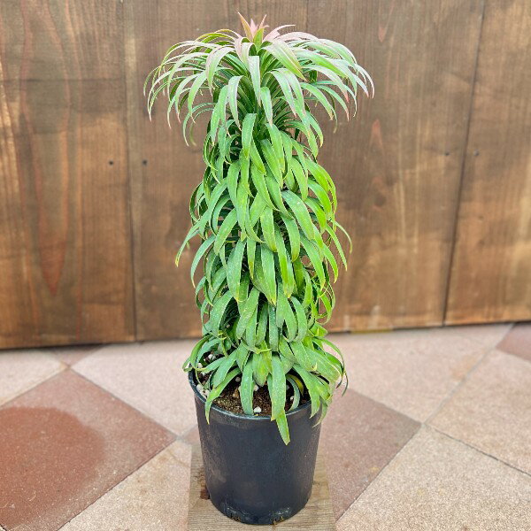 おしゃれ　観葉植物：ユッカ デスメティアーナ*Yucca desmetiana　現品をお届け