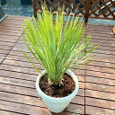 おしゃれ 観葉植物：ユッカ ロストラータ*10号 Yucca rostrata