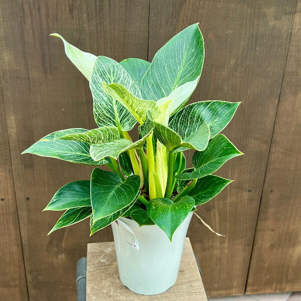 おしゃれ　観葉植物：フィロデンドロン バーキン*5号 プラポット