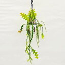 おしゃれ 観葉植物：エピフィラム アングリガー*5号 吊り鉢 フィッシュボーン カクタス