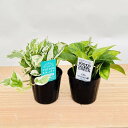 おしゃれ 観葉植物:ポトス エンジョイ&グローバルグリーン*ポット苗 セット