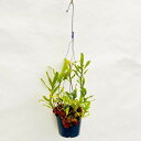 おしゃれ 観葉植物 着生シダ植物：レカノプテリス クルスタセア 現品1番