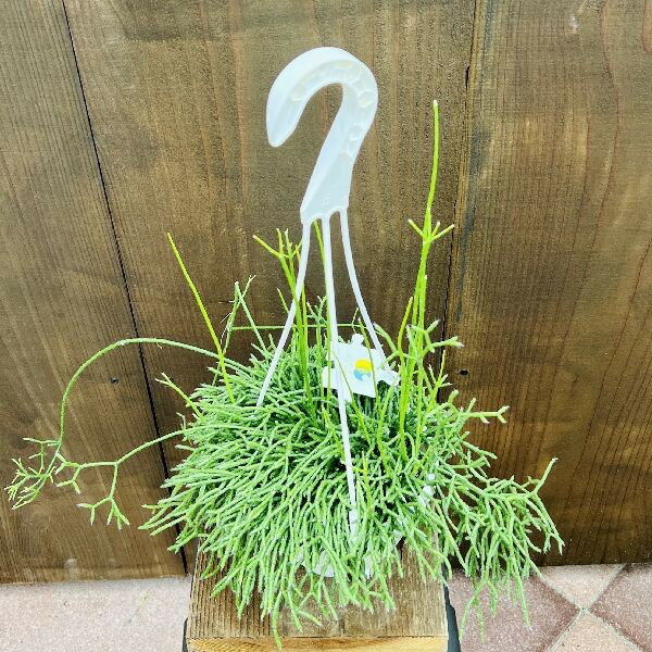 おしゃれ　観葉植物：リプサリス　ケレウスクラ*青柳　5号　白吊り鉢　Rhipsalis cereusculaのサムネイル