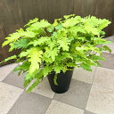 おしゃれ 観葉植物 :フィロデンドロン ザナドゥ*10号 クッカバラ Philodendron golden xanadu