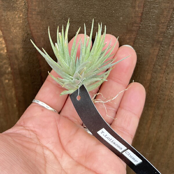 おしゃれ 観葉植物 エアープランツ：チランジア　ロリアセア　クランプ*