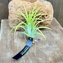 観葉植物:チランジア イオナンタドルイド*エアープランツ