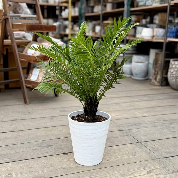 おしゃれ　観葉植物　西洋シダ植物：ブレクナム*7号 セラアート