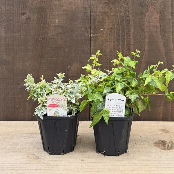 苗 観葉植物 アイビー：ヘデラ 2個セット*品種お任せ