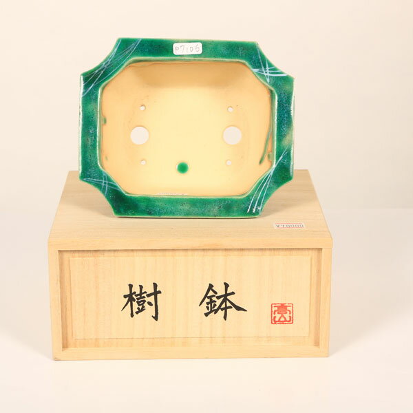 盆栽小鉢：桂雲　長方隅切鉢　14.9cm 【現品】