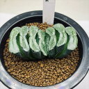 多肉植物:ハオルチア 玉扇 透明緑縞*幅7cm 現品!一品限り
