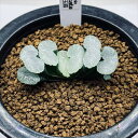 多肉植物:ハオルチア 玉扇*幅8cm 現品!一品限り