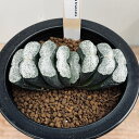 多肉植物：ハオルチア 玉扇 塚原氏 実生A 幅9cm 現品 一品限り