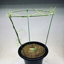 球根植物：蒼角殿（ソウカクデン）*球根幅5cm　現品！一品限り